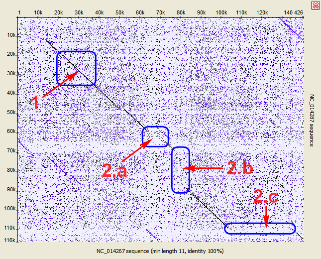 Interpreting Dotplot Identifying Matches Mutations Inversions Etc 